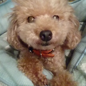 【夜中に起こさんでくれ！】の画像