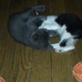 俺、親猫になる 96の画像