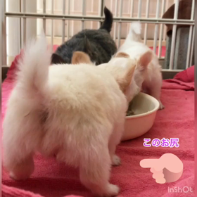 魅惑のプリケツ宙に浮く...の画像