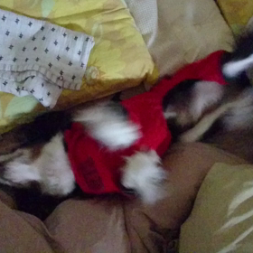 小ネタ:バロメーターの画像