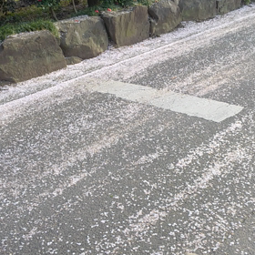 桜今年最後。の画像