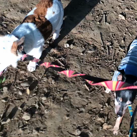 ♪お散歩動画♪代々木公園♪の画像