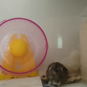 햄스터♥딸기 「카폭 씨앗」の画像