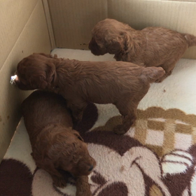 こんばんは！ショコラの赤ちゃんの画像