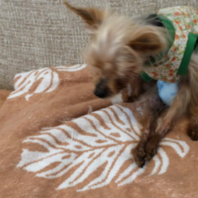 ミラクルの画像