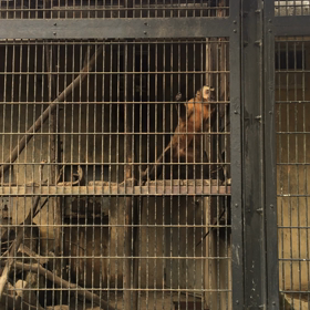 今日は学芸会の画像