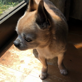 富士丸とつぶの近況〜〜の画像