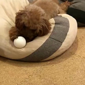 第33回 お気に入りの遊びの画像