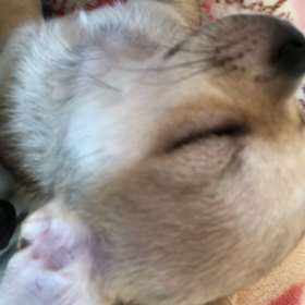 oZz◟(๑ᵕ⌓ᵕ̤)◞｡ｏ○おっ‼️寝てしまった。の画像