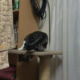 しっぽが気になるの画像