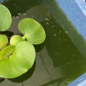 成長しましたの画像