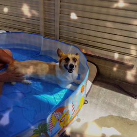 病気の犠牲者.我が家の娘【ワンコ７才】の画像