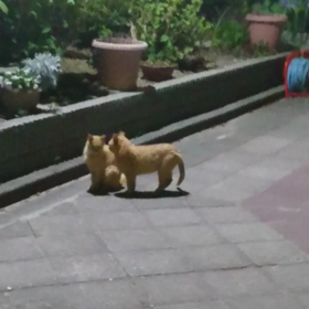 久しぶりのノラちゃん動画の画像