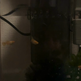 夜中に眠れなくて、思わず写しました！の画像