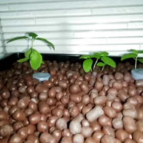 アクアポニックス　安定して来たか…の画像