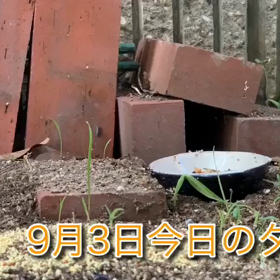 お行儀の悪いタロウとケツ（笑）の画像