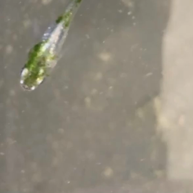 久しぶりに緑王の画像