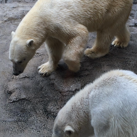 ホッキョクグマの喧嘩 wooの画像