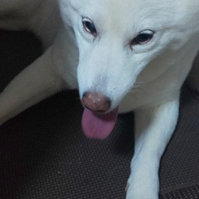 昨夜のトワの画像