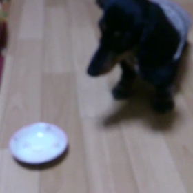 ふうちゃんにもチョコレート♪の画像