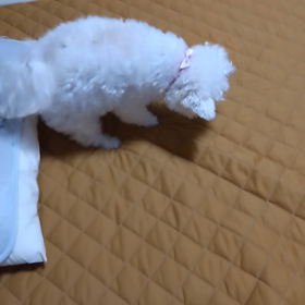 おねしょ止まりましたの画像