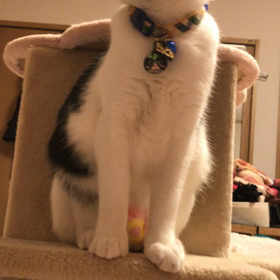 遠吠え撮れないーの画像