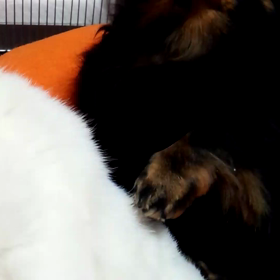 これがホントのドッグマッサージ？？の画像