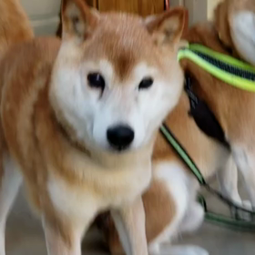 得意なアジリティでどや顔してたしんの画像