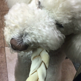 わんこも歯が命の画像