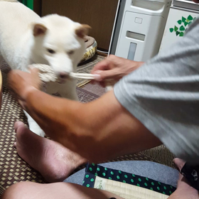 散歩、散歩の画像