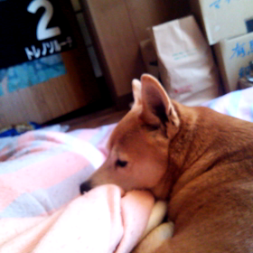 神様ワンコ11／12の画像