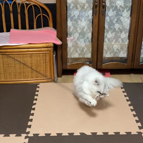 はるちゃん日記の画像