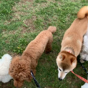 6月11日10わんこと1時間30分遠足　　代々木公園表参道の画像