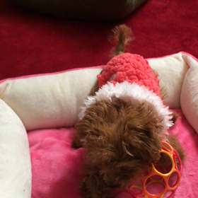 今日のワンプロ@2/3の画像