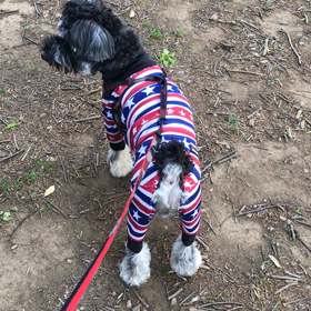 代々木公園ドッグラン動画の画像