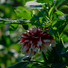 ☘️☕️☘️の画像