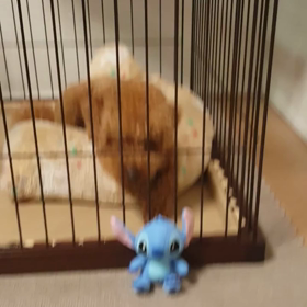 レオ VS スティッチ☆の画像