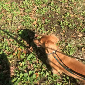 ♪お散歩動画♪代々木公園♪の画像