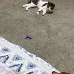 雨上がり、輪に入りたいデールの動画、後半早送り。の画像