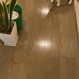 子猫の可愛すぎる鳴き声の画像