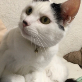 なんか言ってるの画像