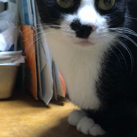 メリークリスマス（猫バージョン）の画像