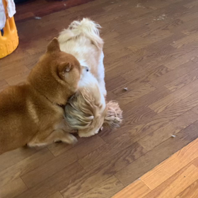 やまと君&ハル君の画像