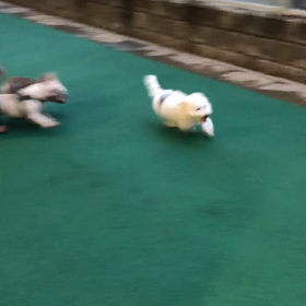 ドッグランの画像