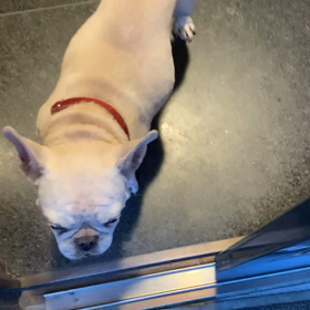 熱烈お出迎えの画像