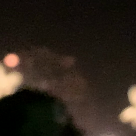 鳴門納涼花火大会の画像