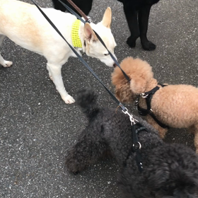 ノーシャンプーの画像