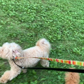 7月17日15わんこと1時間遠足  代々木公園の画像