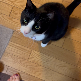 執事と同じで人見知りの画像