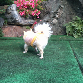 6月だね〜の画像